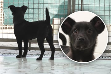 Wie können Menschen nur so sein? Hündin Zoe trotzt trauriger Vergangenheit