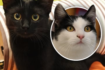 Wie kann man solch einem Blick widerstehen? Blaze und Webby suchen ihr Glück