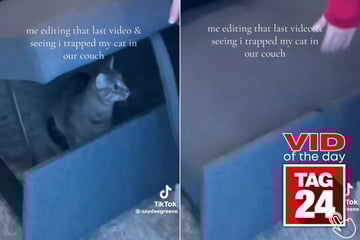 Viral Video of the Day for January 9, 2026: Cat trapped under couch in hilarious mishap