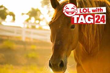 Joke of the Day for July 30, 2025: An animal joke to make you smile