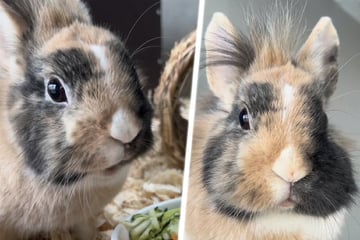 Sorgen-Kaninchen Kessi sucht neues Zuhause