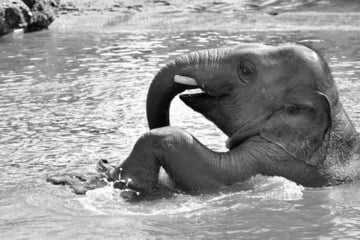 München: Trauer in Hellabrunn: Kleiner Elefant Otto (†4) stirbt an Herpes