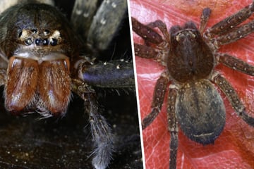 Sie gehören zu den größten der Welt: Frankfurter Forscher entdeckt 99 Spinnen-Arten
