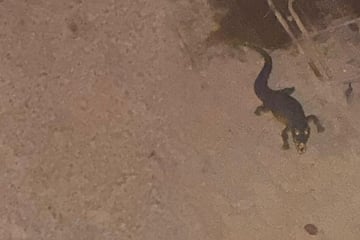 Aufblasbares Krokodil versetzt Stadt tagelang in Angst und Schrecken
