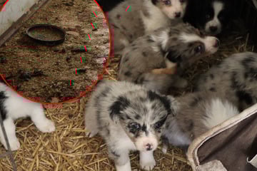 Über 80 Tiere betroffen: Schlimmer Fall von Animal Hoarding aufgedeckt