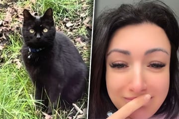 Katze taucht nach sieben Jahren wieder auf: Was dann passiert, bricht Besitzerin das Herz