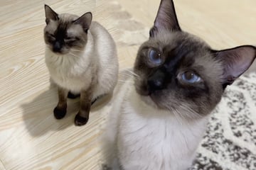 Frau bemerkt, wie einsam ihr Haustier ist: Als sie dann ein Katzen-Baby holt, schmelzen Herzen