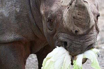 Nach Tränen-Abschied von "Taco": Kölner Zoo freut sich über Nashorn-Neuzugang "Malte"