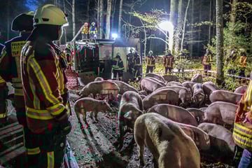 Schweinetransporter kippt um: 16 Tiere werden getötet