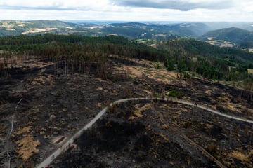 Nach verheerendem Brand: Thüringen prüft Schadenersatz für Waldbesitzer