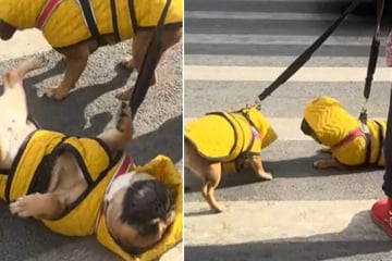 French bulldogs cause chaos on New York crosswalk in viral TikTok!