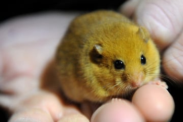 Nah bei Hamburg: 23 Haselmäuse finden neues Zuhause