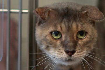 Kater Leo sucht ein liebevolles Zuhause und hofft, dass es kein Hospizplatz ist