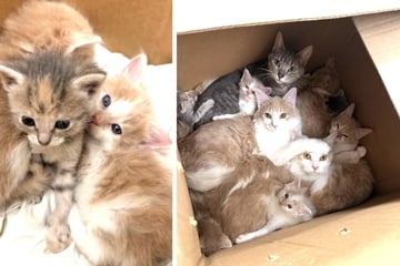 Animal shelter volunteer discovers box with absurd number of abandoned cats!