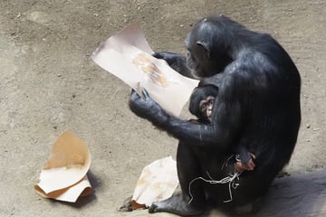 Getauft! Leipziger Schimpansen-Baby hat endlich einen Namen