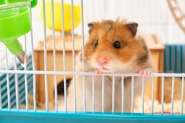 Hamster alleine halten oder in der Gruppe - Was ist artgerecht?