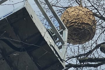 Was hängt denn da im Baum? Zwei XXL-Nester sorgen in NRW für Aufregung