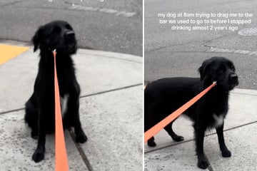 Frau seit Jahren nüchtern, doch Hund Margot will mit ihr in die Kneipe