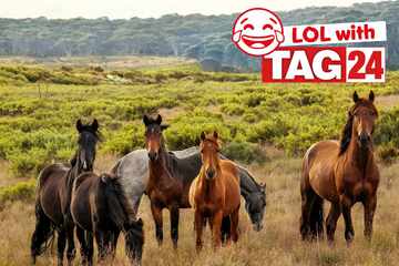 Joke of the Day for March 16, 2026: A little horsing around