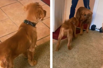 Golden retriever reunion leaves TikTok users with a tear in their eye