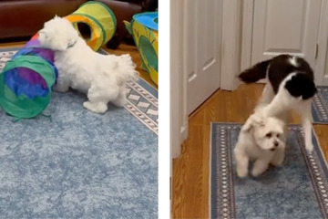 Getting along like cats and dogs: Hysterical animal duo has TikTok cracking up