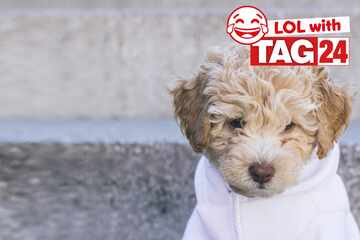 Joke of the Night for January 29, 2026: A puppy funny