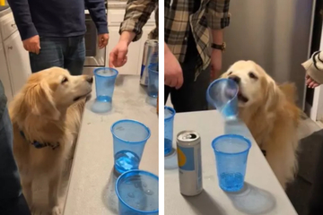 Dog becomes life of the party with epic Flip Cup skills