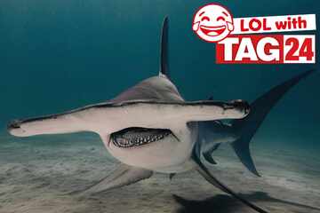 Joke of the Night for March 20, 2026: This one's swimming with silly