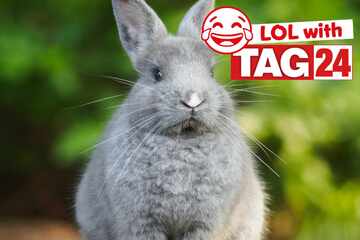 Joke of the Day for September 26, 2025: A funny bunny to make you chuckle