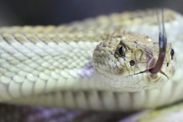 Hochgiftige Schlagen sichergestellt: Bleibt die Kommune auf den Kosten sitzen?