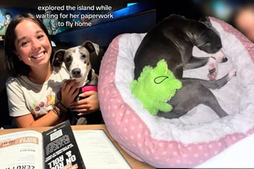 Keira findet Straßenhund im Urlaub, dann trifft sie weitreichende Entscheidung