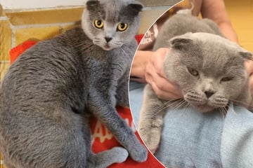 Gefährlicher Katzen-Modetrend: Samah leidet unter Qualzucht