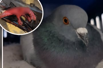 Dramatische Tauben-Rettungsaktion: Entdeckung "grenzt an ein Wunder"