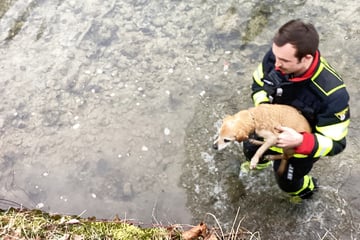 Er ist alt und sieht schlecht: Hund fällt in Kanal, Feuerwehr muss Vierbeiner retten