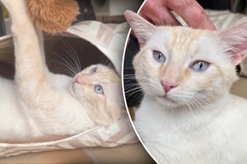 Bildschöner Kater sucht neues Zuhause: Doch Interessenten sollten eines wissen