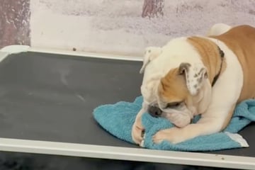 Bulldogge wird erneut im Tierheim abgegeben: Als Pfleger sehen, was der Vierbeiner dann tut, brechen Herzen