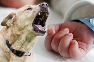 Grausamer Angriff: Familienhund tötet fünf Tage altes Baby