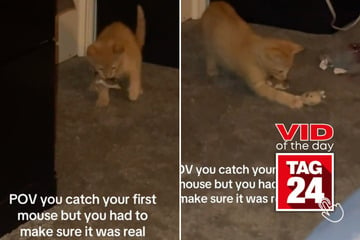 Viral Video of the Day for December 19, 2024: Cat's hilarious moment of doubt goes viral on TikTok