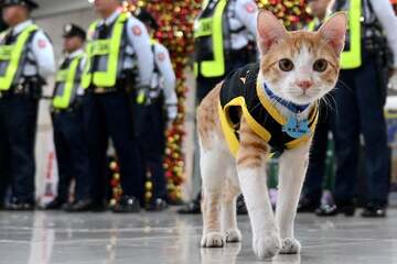 Paw Patrol! Security cat holds down the fort