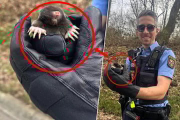 Maulwurf irrt über die Straße: Polizist rettet kleinen Kerl vor sicherem Tod