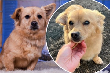 Junghund einsam im Keller gehalten: Wird für Felix endlich alles gut?