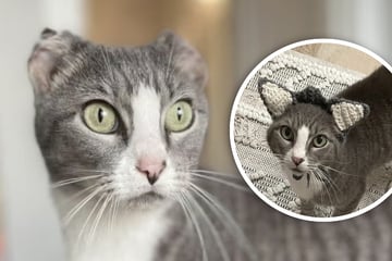 Cat without ears is given the sweetest present from crafty foster mom