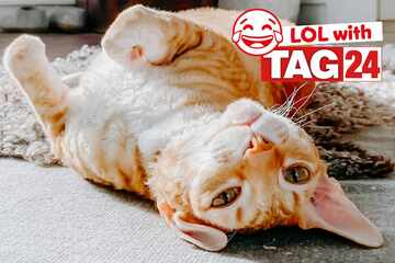 Joke of the Night for April 18, 2026: A dose of cat funny this Caturday