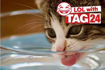 Joke of the Day for August 30, 2025: A cat funny for Caturday
