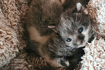Mama verschwunden, Geschwister tot: Katzenbabys erleiden trauriges Schicksal