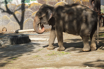 Manila zoo's famous elephant dies after five lonely decades in its cage