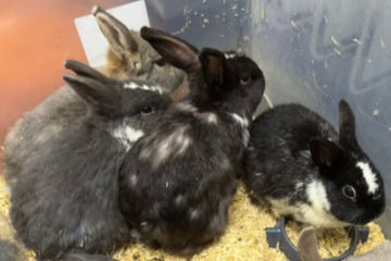Kaninchen einfach in einer Kiste ausgesetzt: Wer hat etwas gesehen?