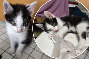 Tierpfleger in großer Sorge: Verletztes Katerchen muss sofort operiert werden!