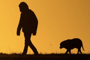 Frau nimmt Hund einfach mit: Was sie dann tut, macht nur sprachlos