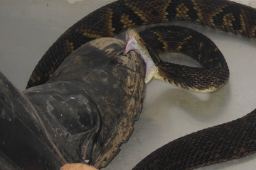 Biologe tritt 40.000 Mal auf Schlangen: Was steckt dahinter?